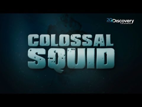 Discovering A Rare Giant Squid  | Colossal Squid