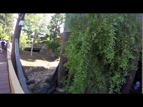 California Disneyland Trees my tree nerd mode Maytenus boaria