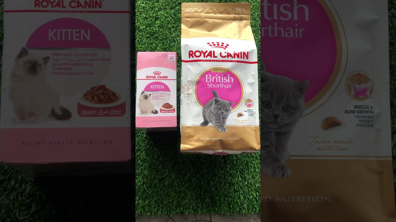 Royal Canin British Shorthair - Kitten 2kg Set [BSH Kitten 2kg + RC Pouch Kitten 85g x 12 Pouch’s]