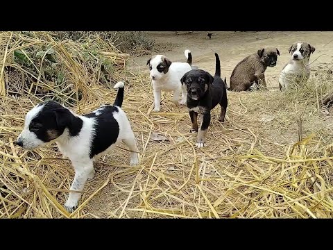 Dog Pappi The Home mailck