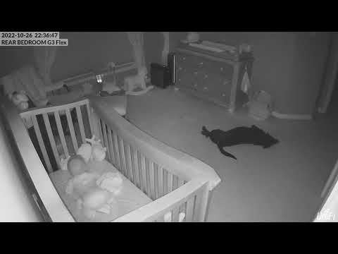 my dog is an asshole