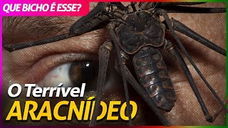 Miniatura do vídeo