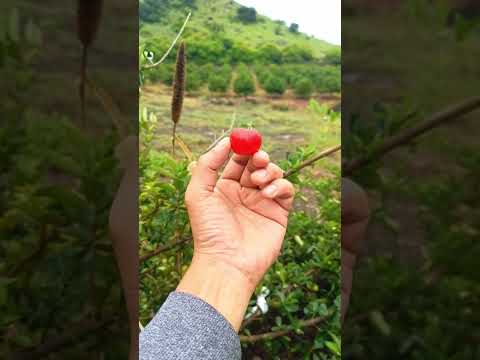 🌿🍒 Ripe Barbados Cherry – Tiny but Packed with Vitamin C! #OrganicFarming #Shorts #JEEVANBAGH