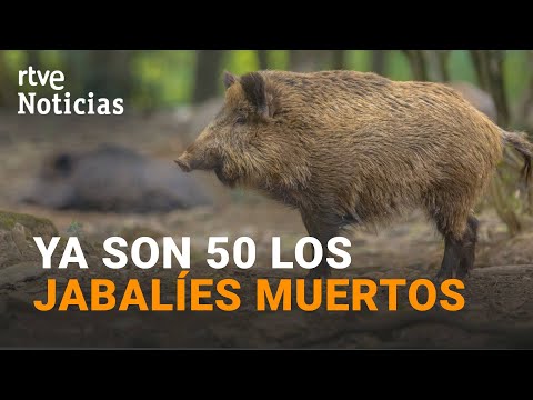 Pesta porcina: Troben deu senglars més morts a la zona de Barcelona afectada pel brot