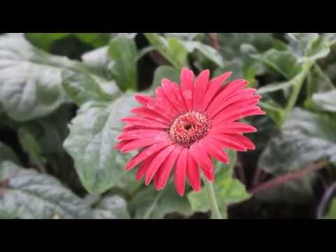 Motorola Moto Z Play Camera Review | Snap's | Samples | Photo's | Test | Video Test | Testing