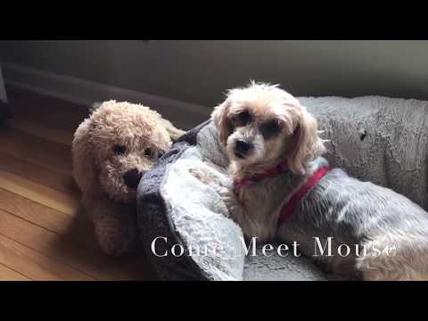 Mouse, an adopted Poodle & Yorkshire Terrier Mix in Westport, CT_image-1