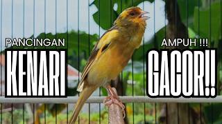 Download lagu Pancingan Kenari GACOR panjang untuk Masteran Kenari PAUD & agar Kenari diam agar bunyi & gacor mp3