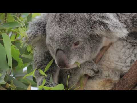 ⁣Happy Human Mother's Day - Koala