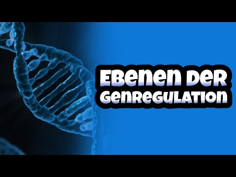 Ebenen der Genregulation erklärt | Translation | Bedeutung für Proteine | Alternatives Splicing