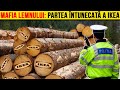Cum A Ajuns IKEA Sa Detina Padurile Romaniei