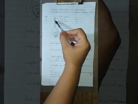 Double fertilization in angiosperms