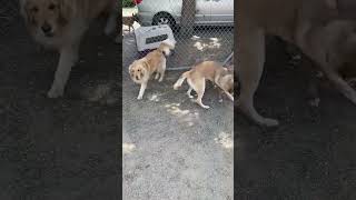 Video preview image #1 Mutt Puppy For Sale in Woodland Hills, CA, USA