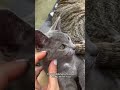 UNIQUE FACTS About Gray Cats