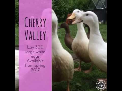 , title : 'Cherry Valley ducks'