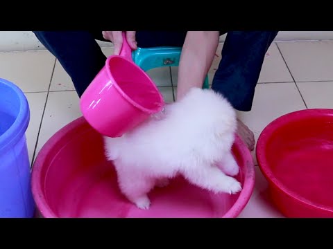 First Cute Pomeranian Puppy Bath | Funny Dogs Puppies | Min Puppy #6
