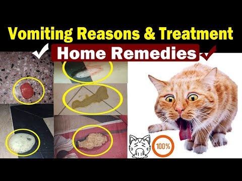 Cat Vomiting Solution || Home treatment || Vet Furqan Younas