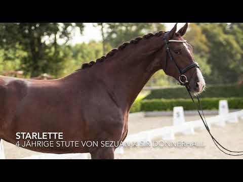 4 jährige Stute von Sezuan x Sir Donnerhall