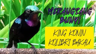 Download lagu Pancingan king konin gacor  memangil lawan/kawan,king konin malas langsung rajin bunyi mp3