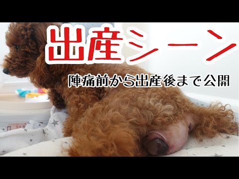 犬の出産を手伝う方法