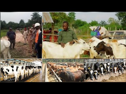 IGBO PEOPLE ARE GETTING INTO CATTLE REARING BUSINESS &...