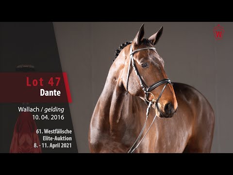 61. Westfälische Elite-Auktion Lot 47 Dante Wallach v. Darcodello - Contender