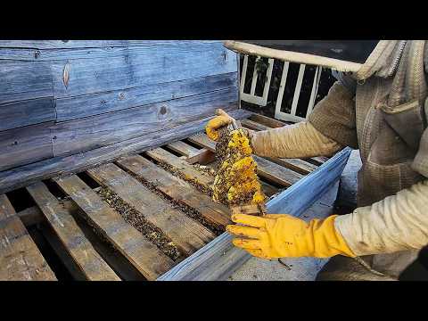 They Had No Idea 40,000 Bees Were Living In Their Bench!