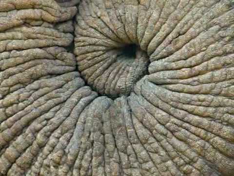 Video thumbnail for The Elephant