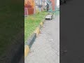 Pasar Pps Aku Lagi Jalan Jalan Kalau Kesini
