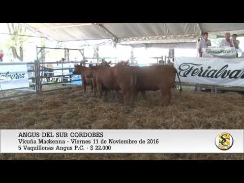 Venta de Vaquillonas Angus  P.P  y P.C - Vicuña Mackenna - 11-11-16