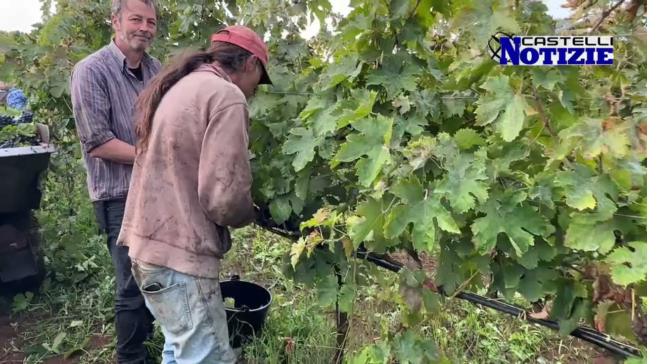 Vendemmia 2024, da Velletri l’intervista a Marco Serra sul vitigno tardivo del Montepulciano per il DOP Roma