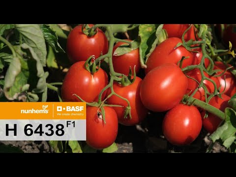, title : 'N 6438 F1 - ultra-early processing tomato BASF Vegetable Seeds'