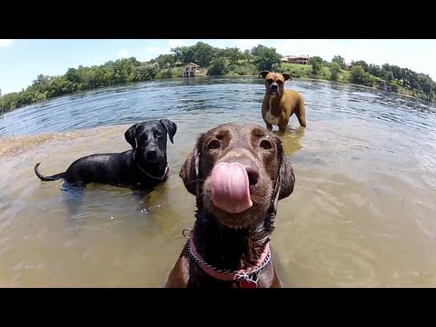 Disfruta De La Alegría De Los Perros Más Felices