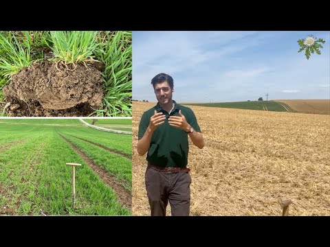 Feldexkursion 236: Bodenbearbeitung nach Gerste, N.U. Agrar GmbH, 16.07.2023