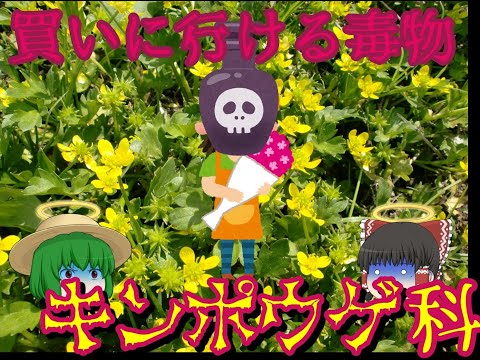 水キンポウゲ 植物