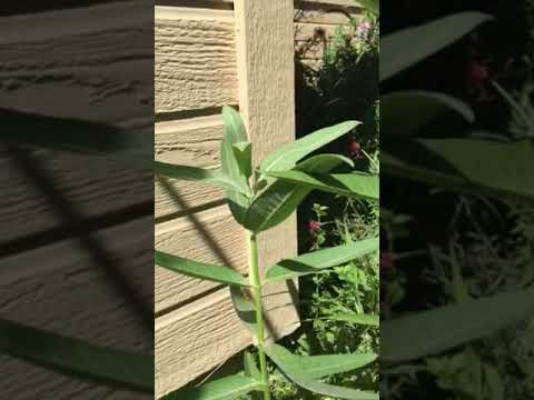 Growing milkweed from seed