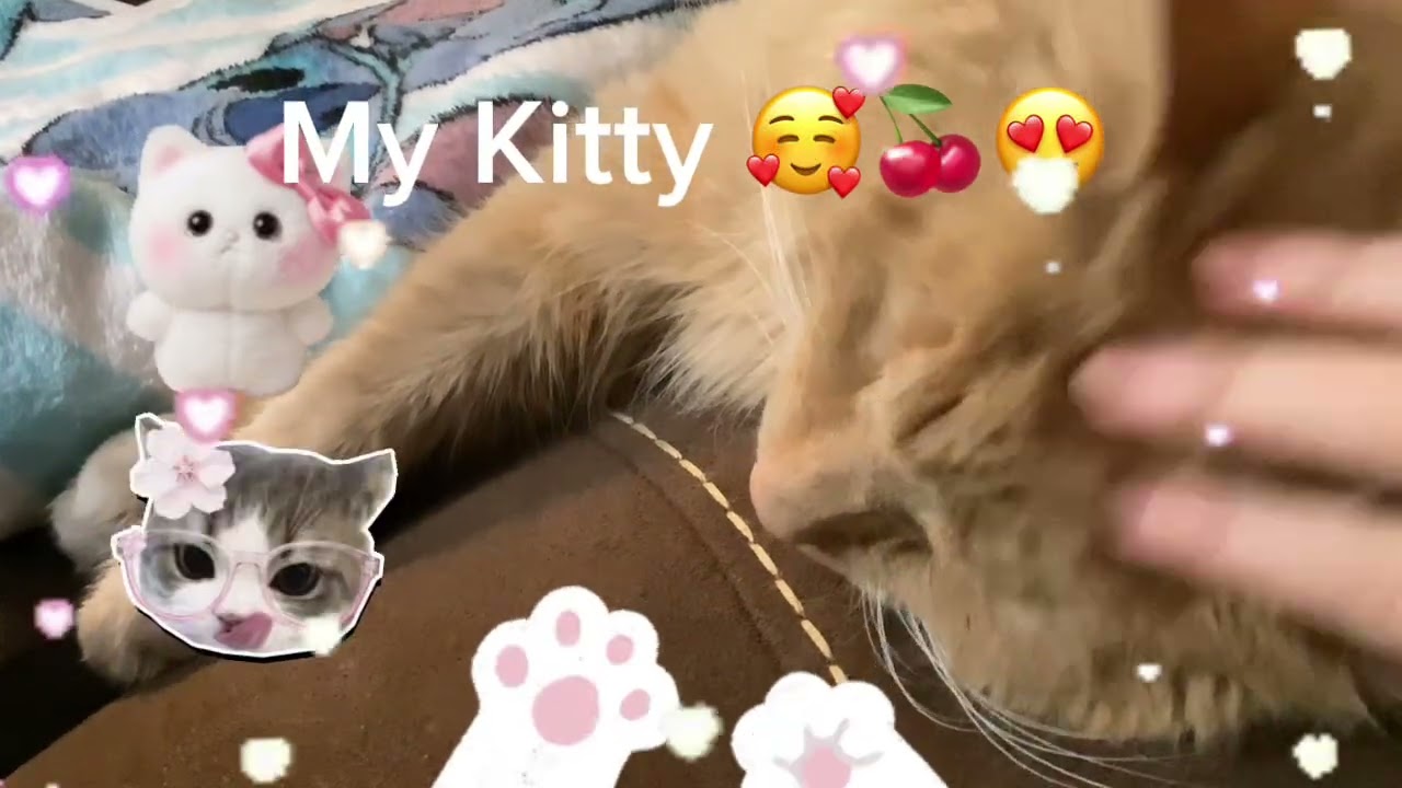 My Kitty cat 🍒🍉🥰😍☺️