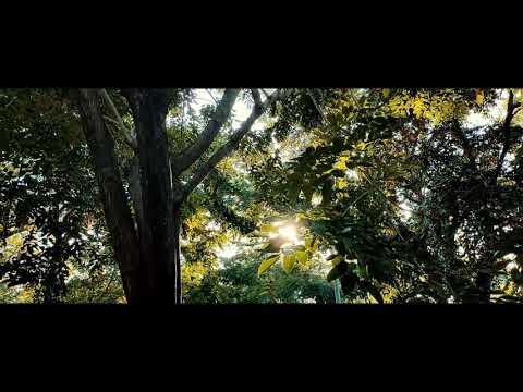 Trees | Realme 6 Pro Cinematic B Roll | Zhiyun Smooth Q2 | Gimbal Practice