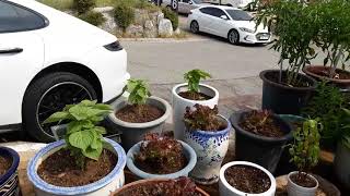 이장집 (354) 에너지 농법 활용(도시농업/화분편3)