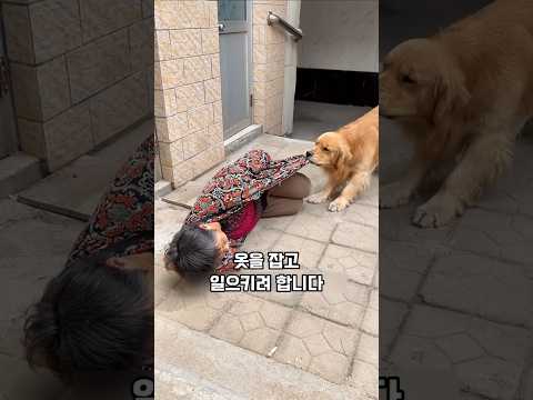 쫓겨난 할머니 곁을 지키던 강아지의 반전 #반려견 #천재견