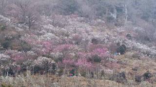 preview picture of video '湯河原梅林 Yugawara Japanese Plum Forest (Shot on RED ONE)'