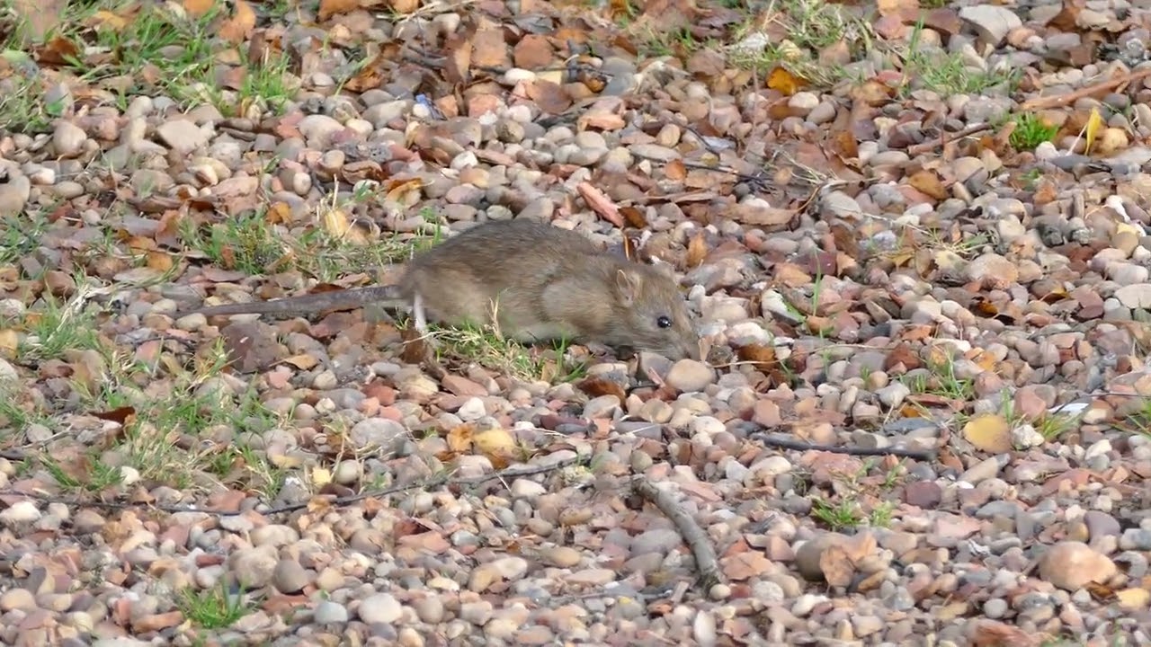 Rat 4K | NO COPYRIGHT