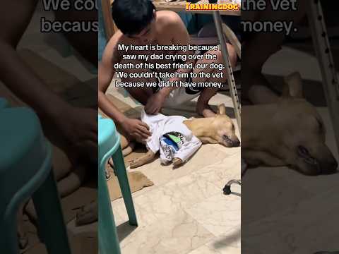 😭 🐕Dogs are part of our family. #dog #puppy #germanshepheard #dogshorts #doglove