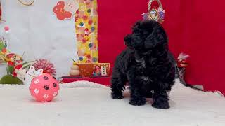 ハーフ犬の動画01