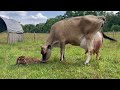 Jersey Cow Giving Birth Heifer Calf