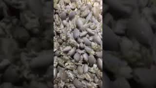 Download lagu Ini penampakan undur undur laut atau kutu laut sebelum di goreng mp3