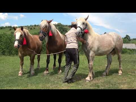 Caii lui Nelu si Ionut de la Calata, Cluj - 2022 Nou!!!