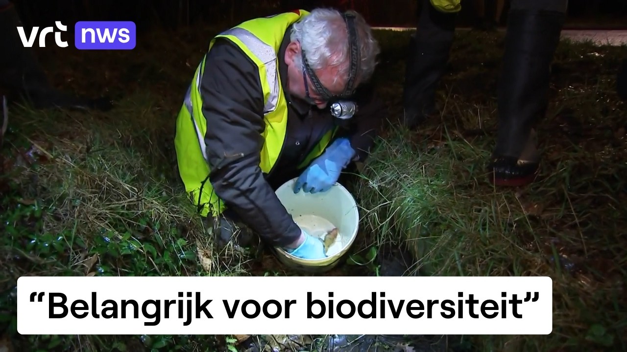 Vrijwilligers Natuurpunt helpen honderden padden veilig de weg over te steken