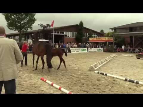 Stute von Franziskus Stuten  und Fohlenschau Muenster Albachten 17 06 2014