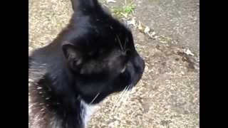 Georgie The Super Cat!