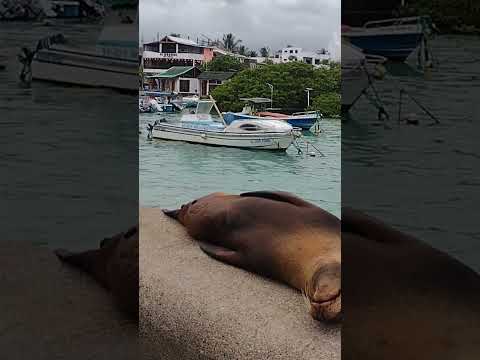 Santa Cruz Galápagos